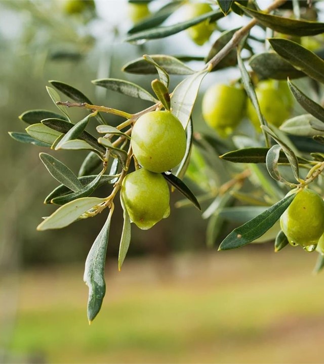 Aceite de oliva artesanal de la mejor calidad