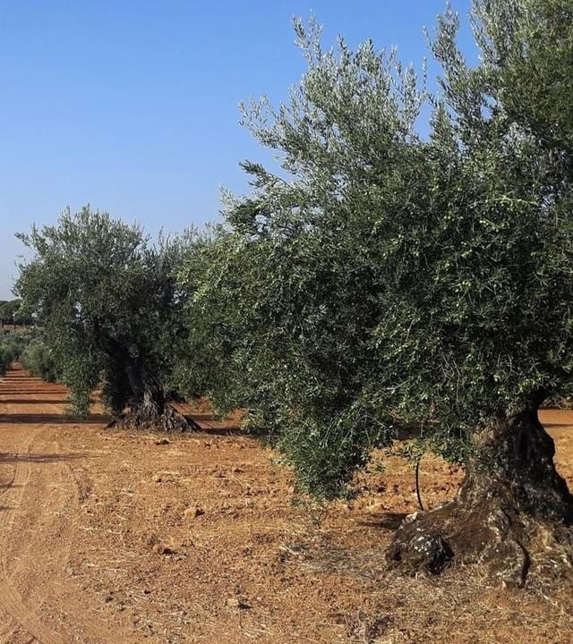 Adopt and save a centenary olive tree