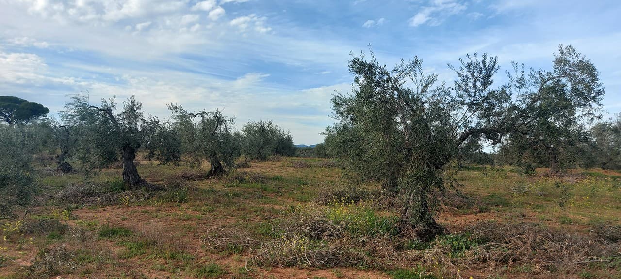Aceite de oliva