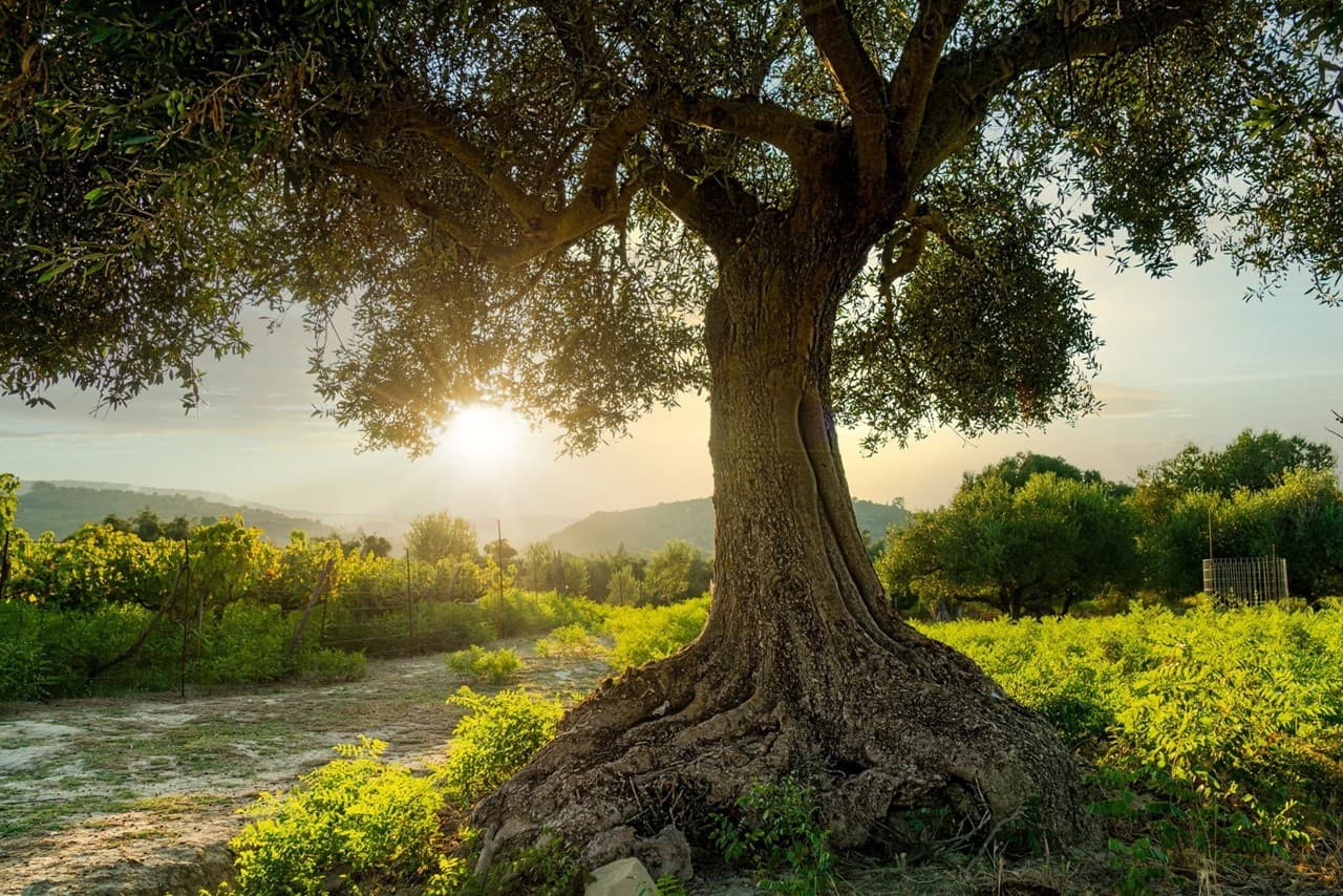 Adopt an olive tree