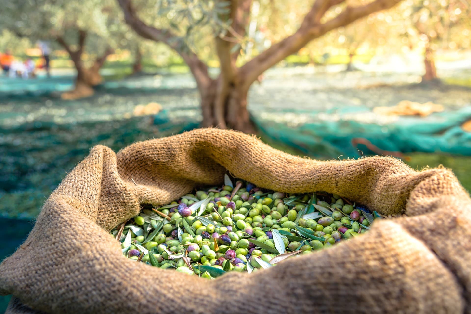 To adopt an olive tree