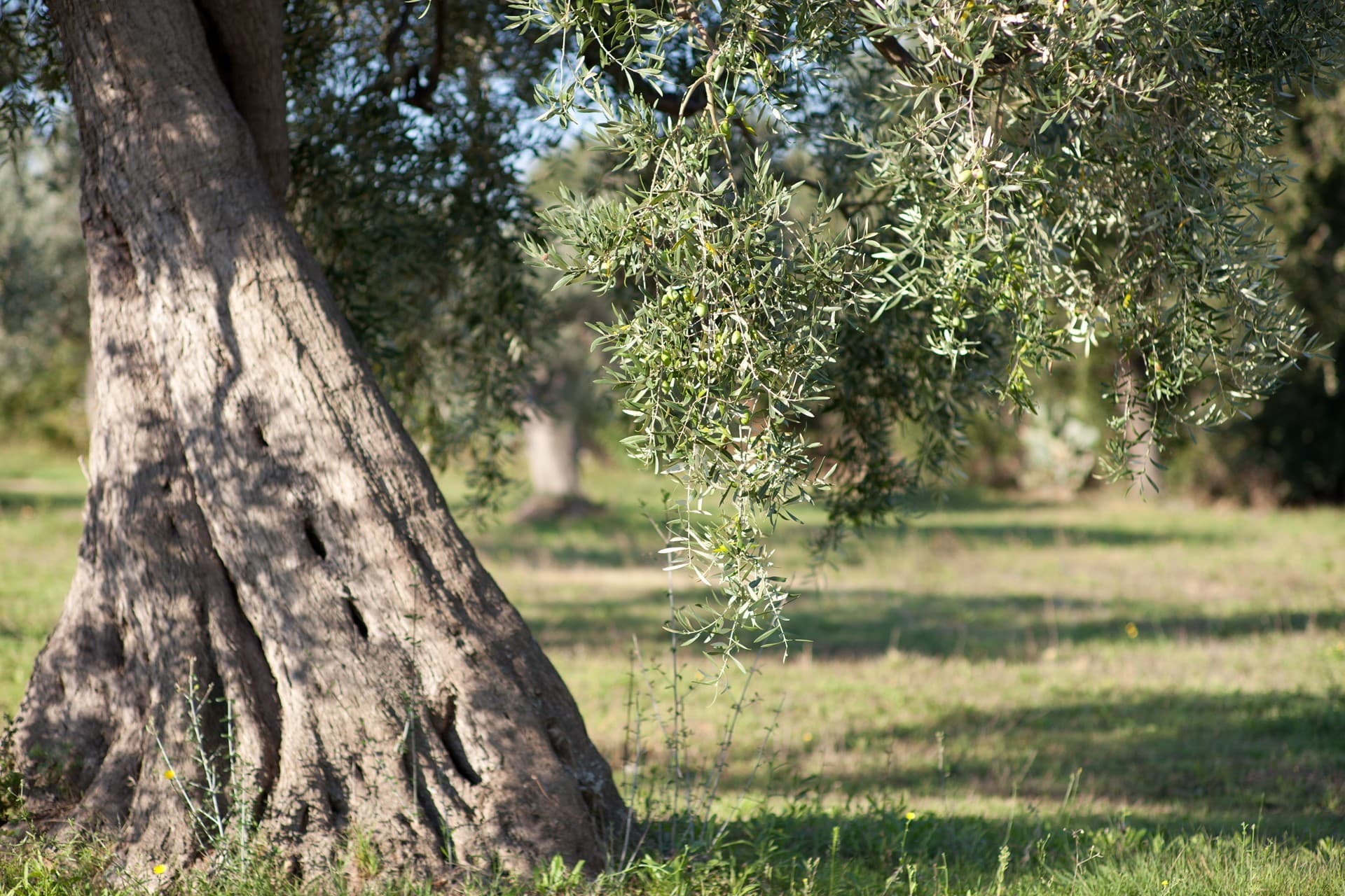 Sponsor an olive tree