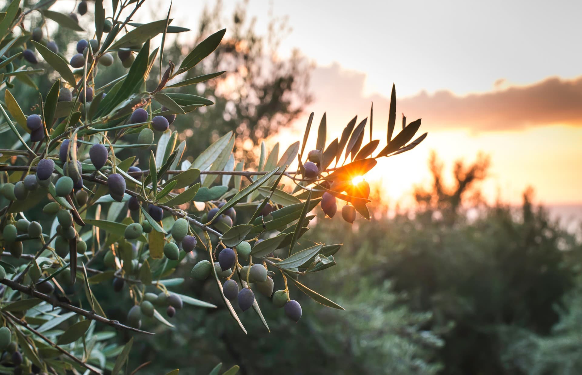 Centenary olive oil