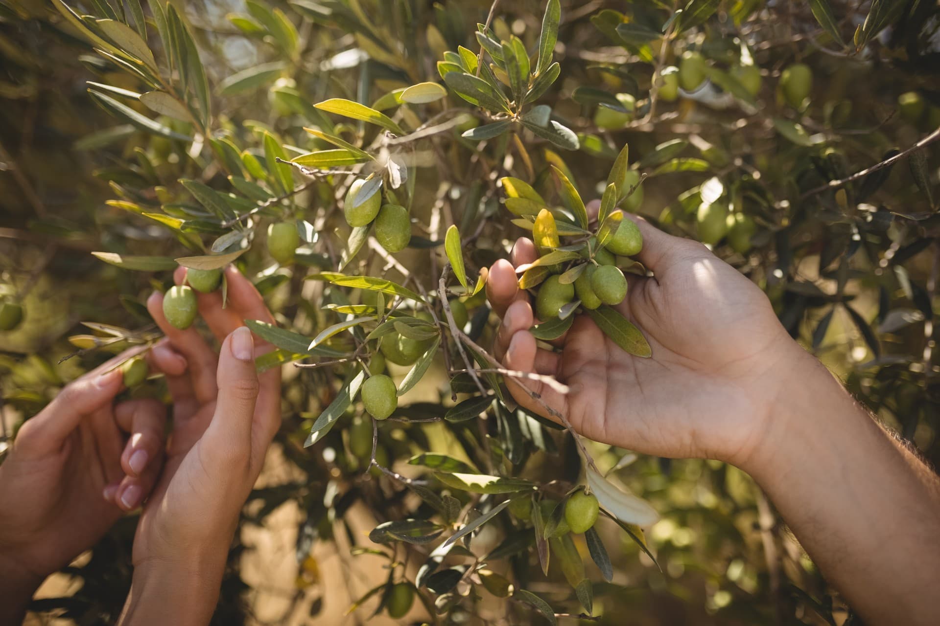 Adopt an olive tree