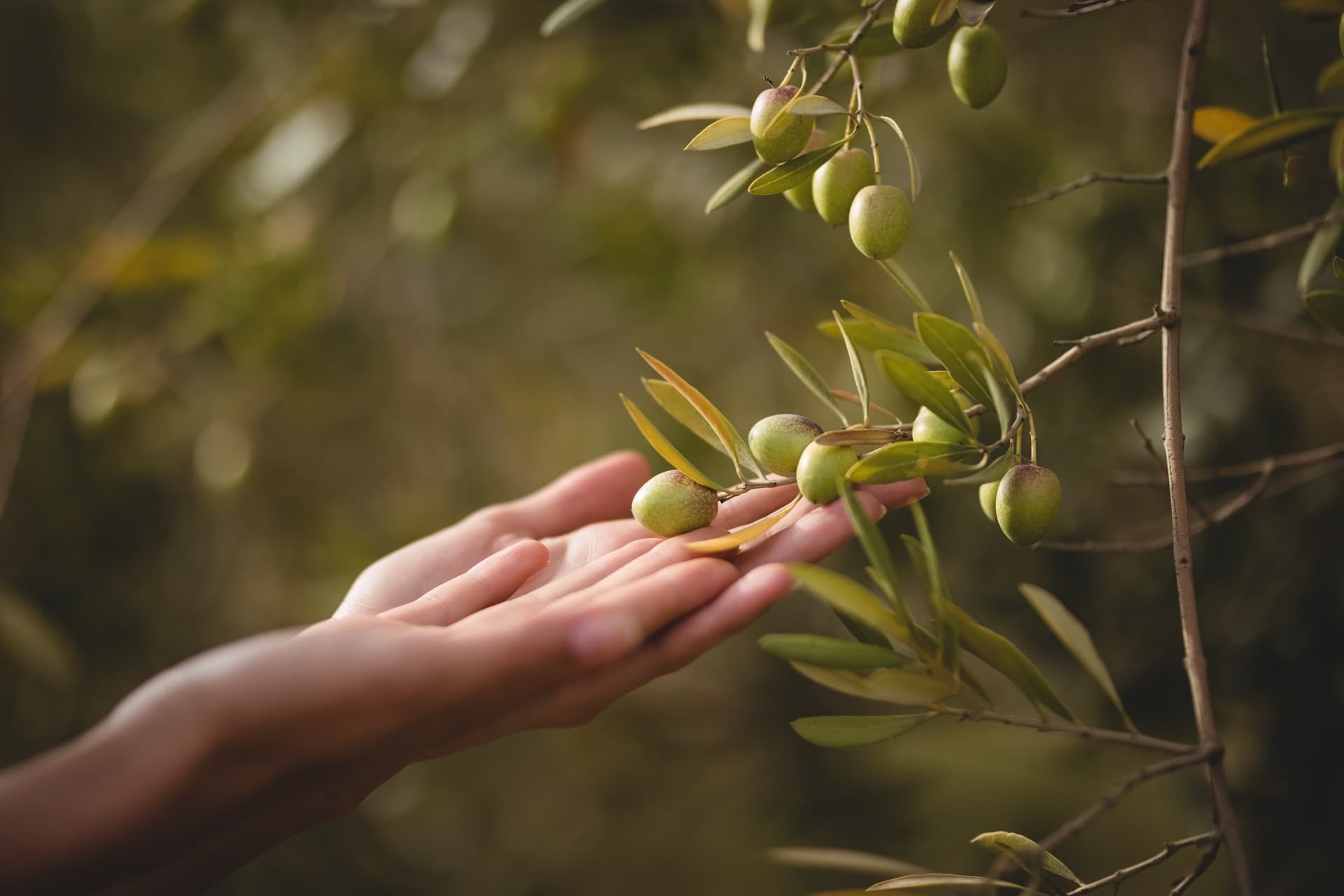 To adopt an olive tree