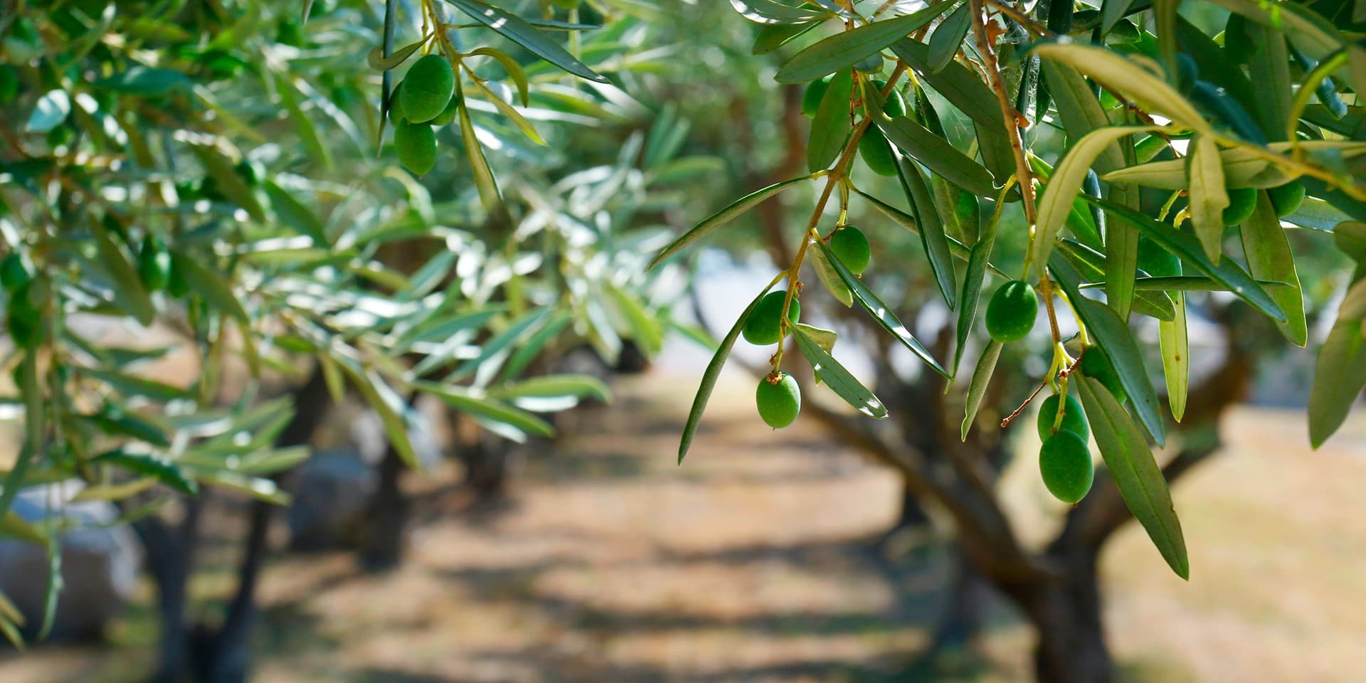 Centenary olive tree