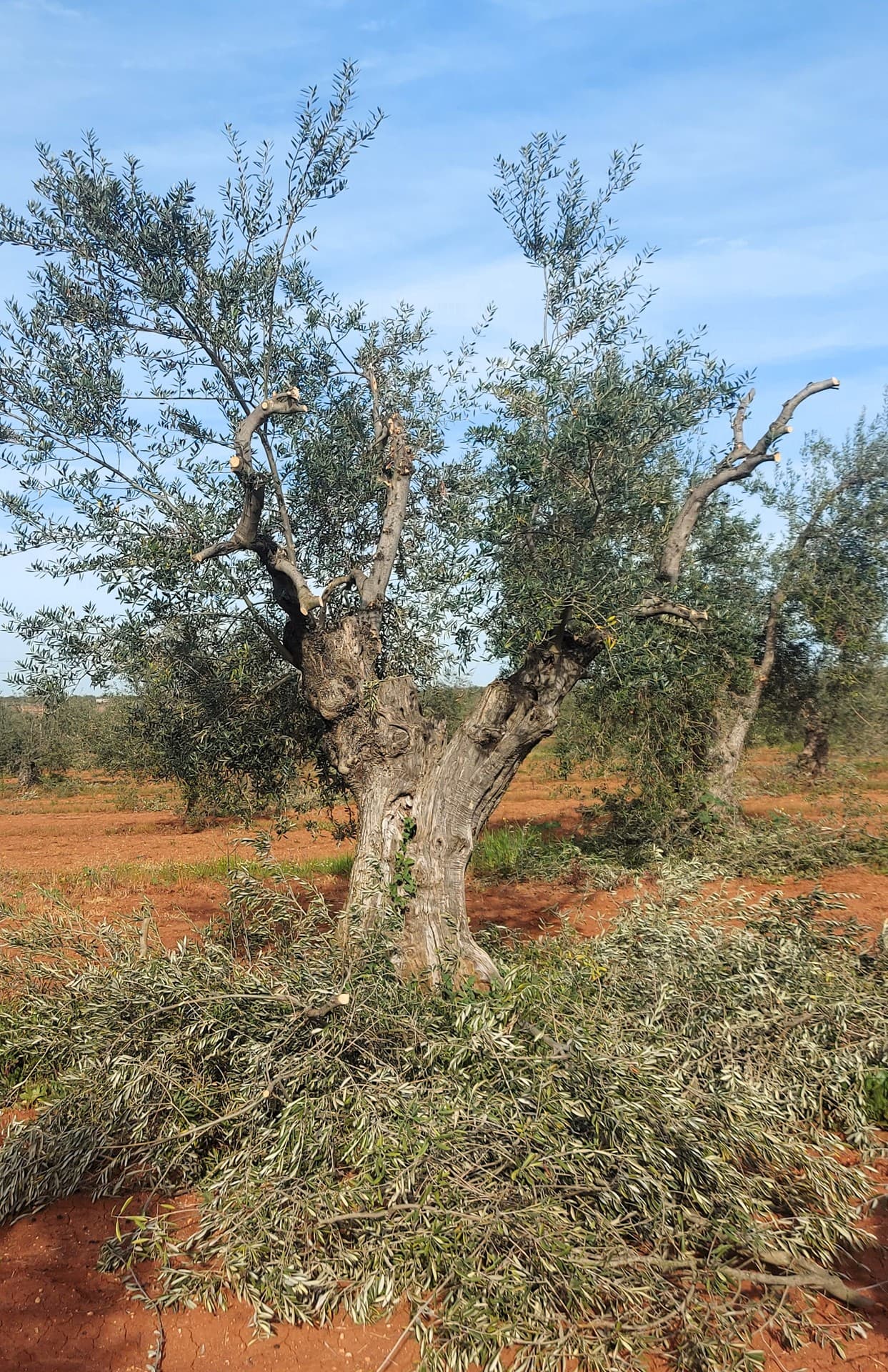 Protect olive culture by adopting one of our centenary trees