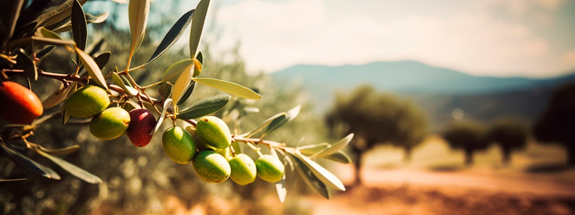 Adopt an olive tree