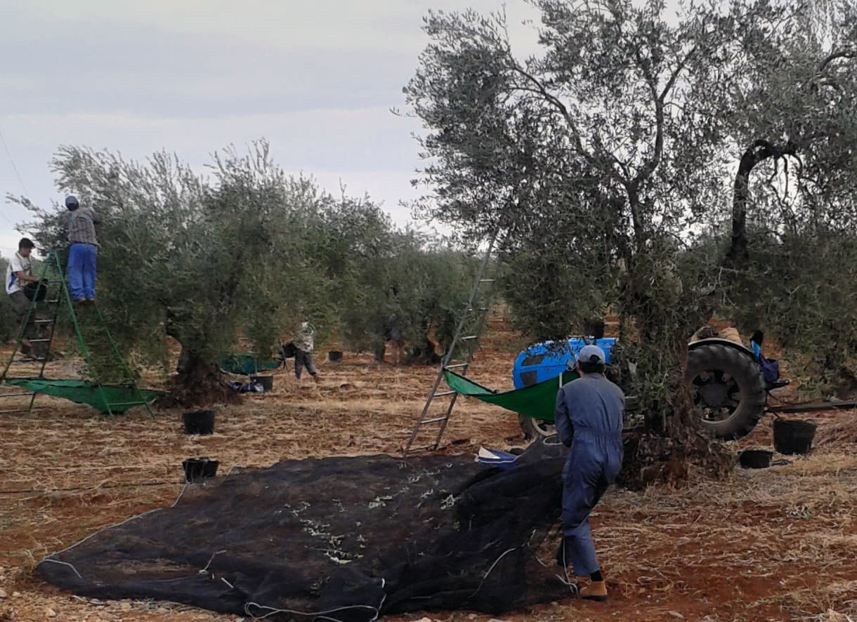 Olive cultivation, a historical legacy in the Spanish countryside