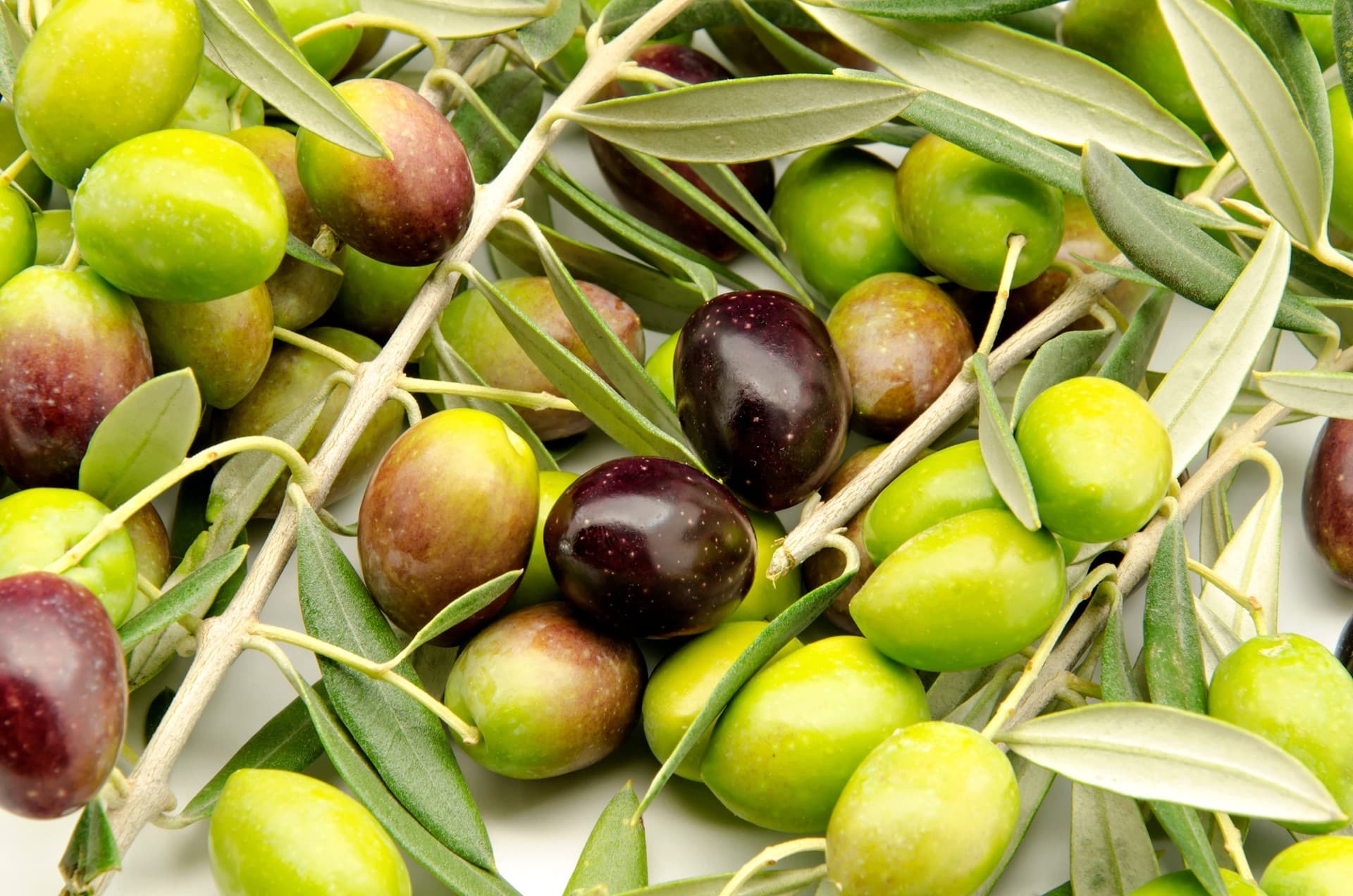 Olive sales
