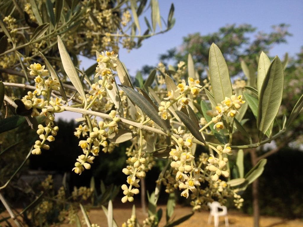 Olive cultivation