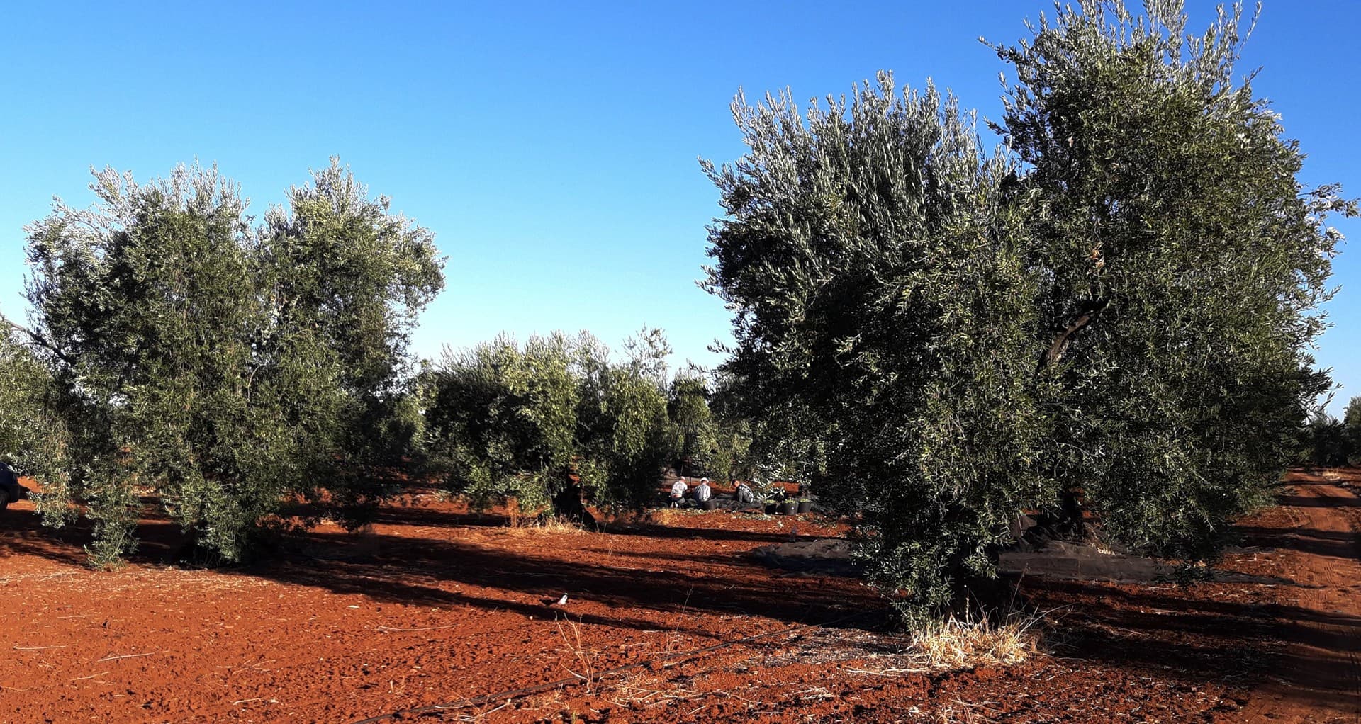 Noticias sobre el cultivo de olivos